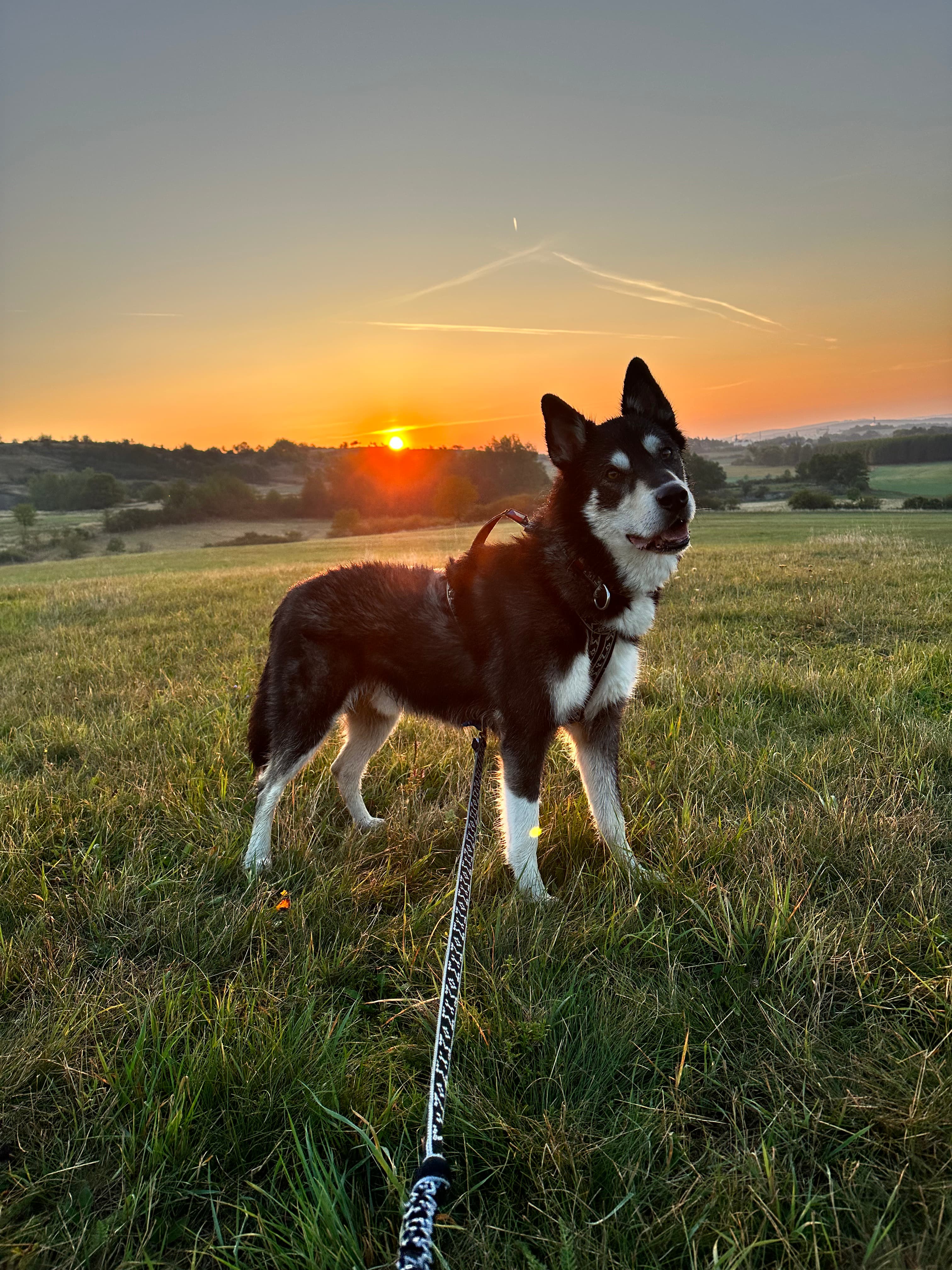 A Husky Hike through the Wilderness