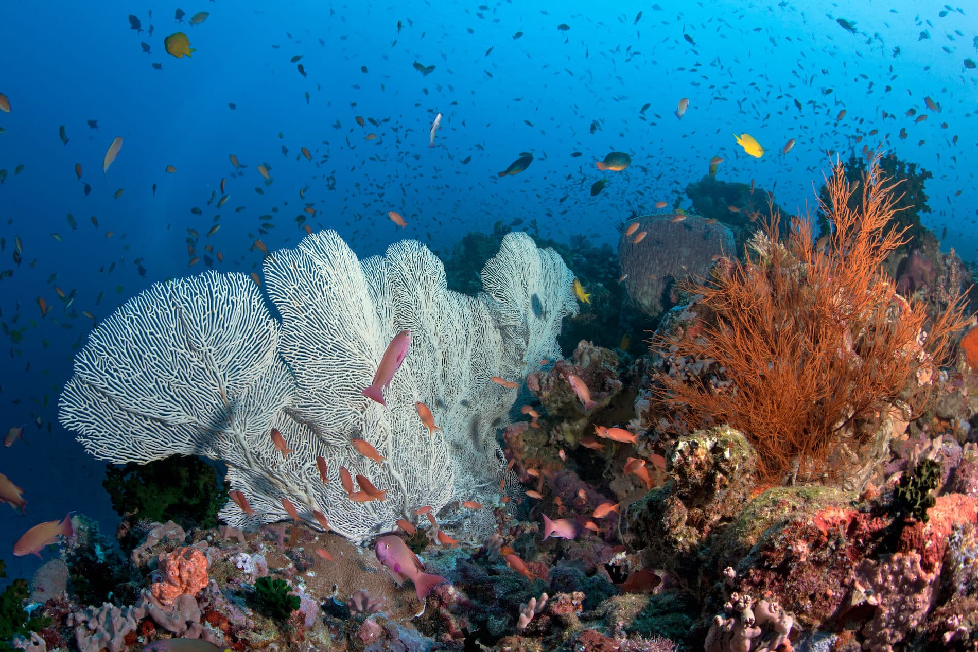 Verde Island — 3 Dive Exploration