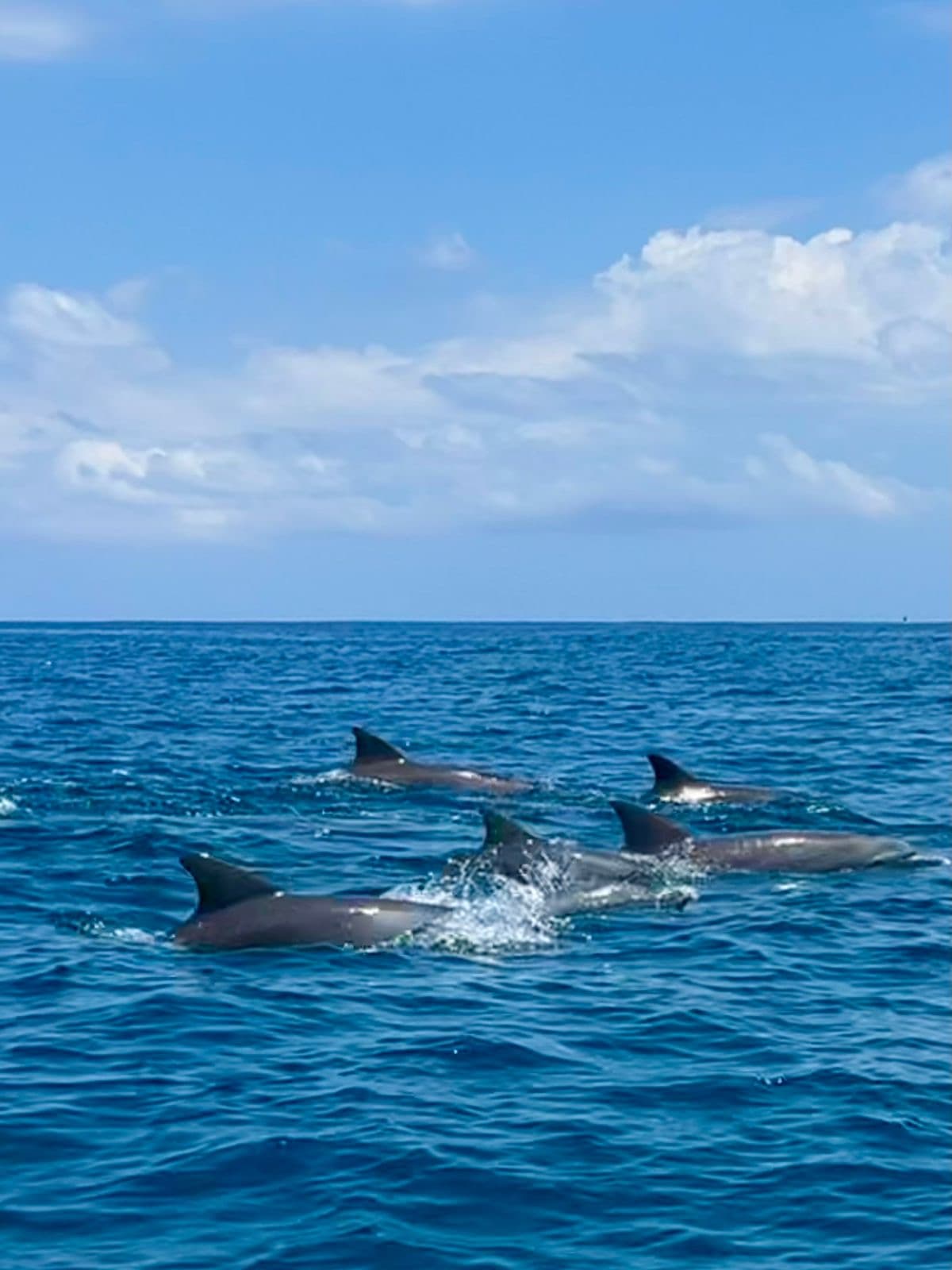 Sunrise Eco-Friendly Dolphins encounter Watching&Swimming