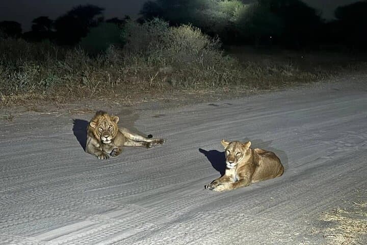Night Game Drive at Nairobi National Park