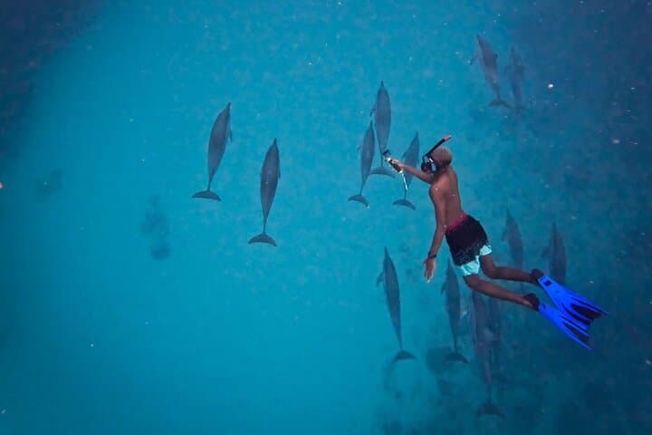  • Eco-Friendly Dolphin Encounter & Exclusive Full-Day Experience + BBQ on the Benitier Island