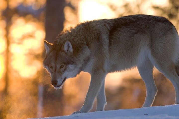 Ranua Zoo Tour (private service)