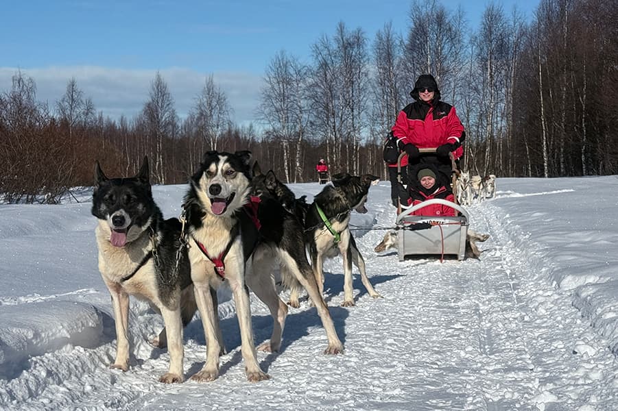 Husky safari in a hidden forest kennel – self-drive 2 km, Levi