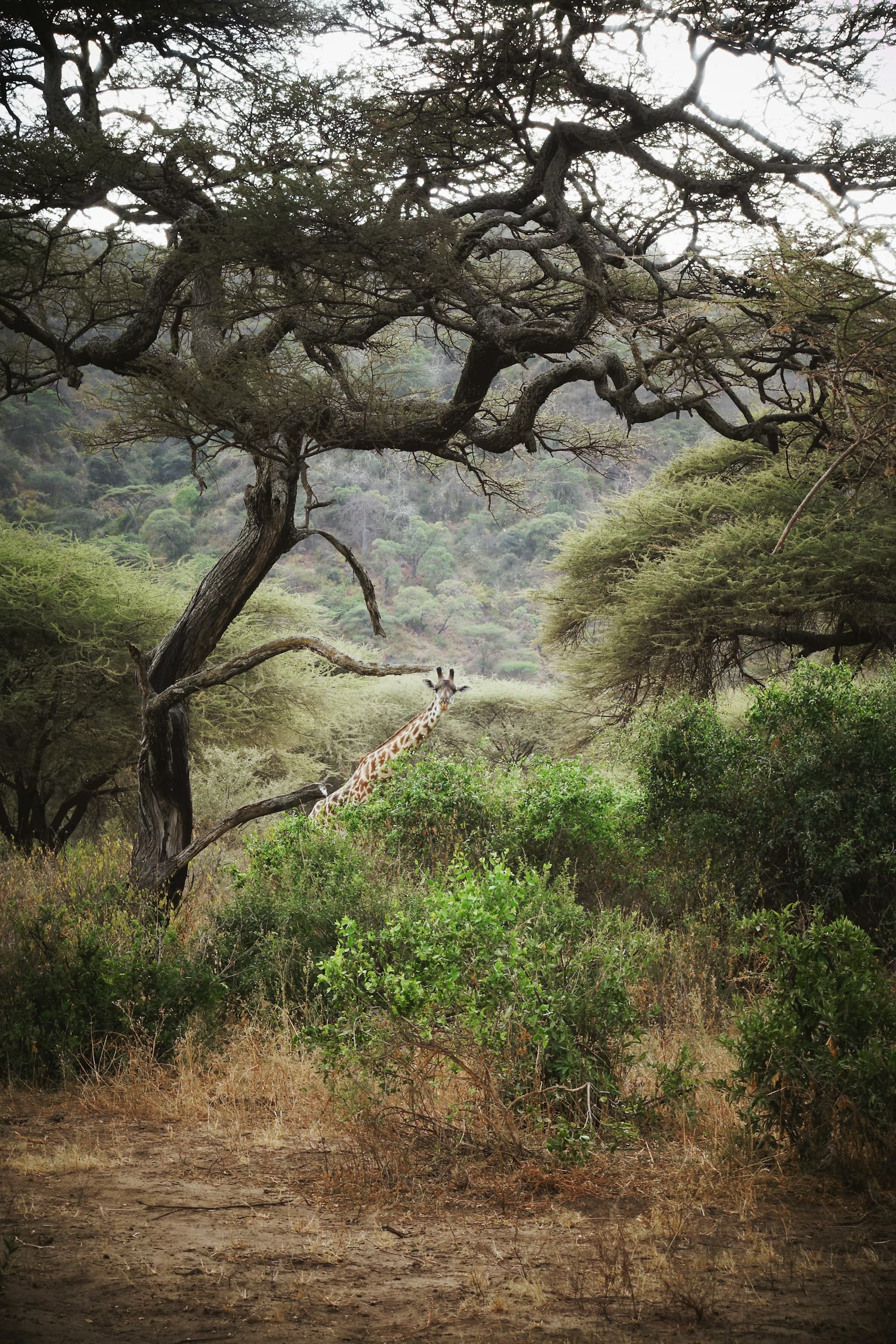 10 Days - Complete Tanzania, Lodge & Tented Camp Luxury Safari