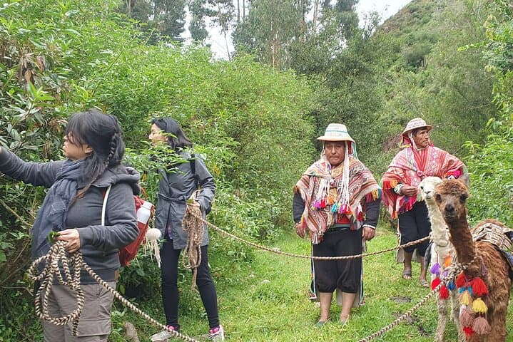 Alpaca Walk & Natural Dye Tour: A Memorable Full Day Experience
