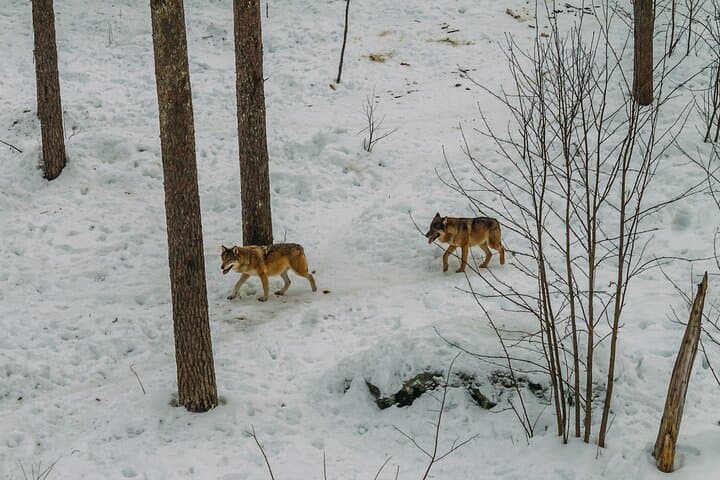 Rovaniemi: Trip to Ranua Zoo with Tickets Included
