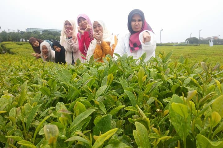 Full-day Private Taxi Tour West of Jeju island