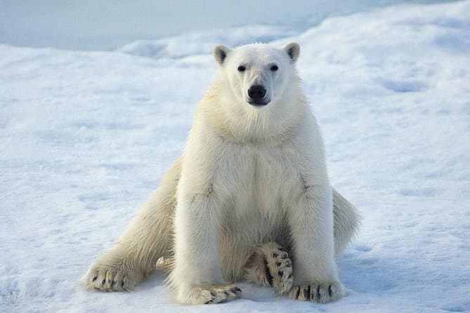 Rovaniemi: Ranua Wildlife Park Day Trip – Self-Guided Arctic Adventure