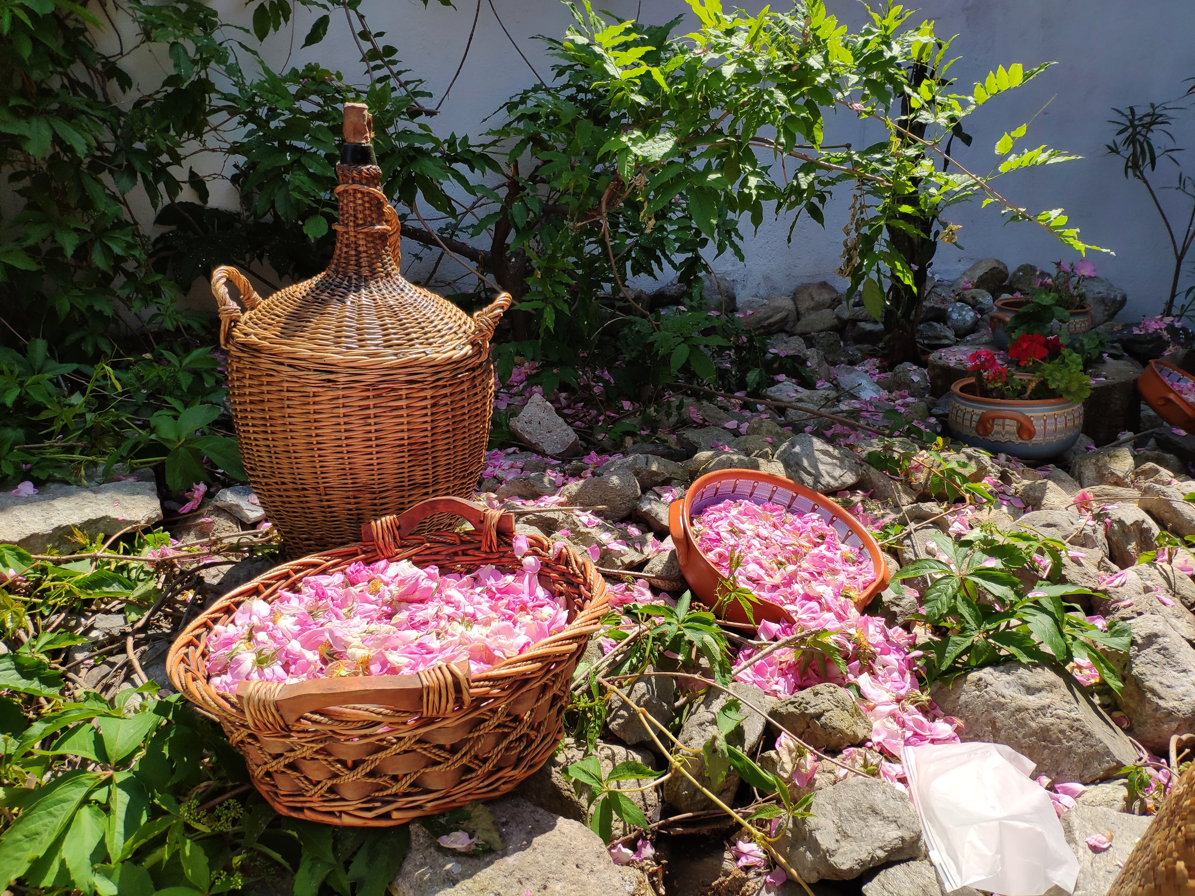 Visit to Lavender Fields & Lavender Oil Extraction Demo