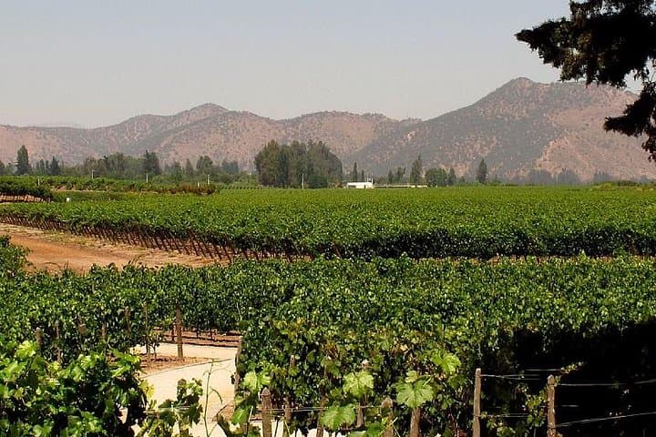 Premium Wine & Cheese Half Day Trip to Concha y Toro Marques