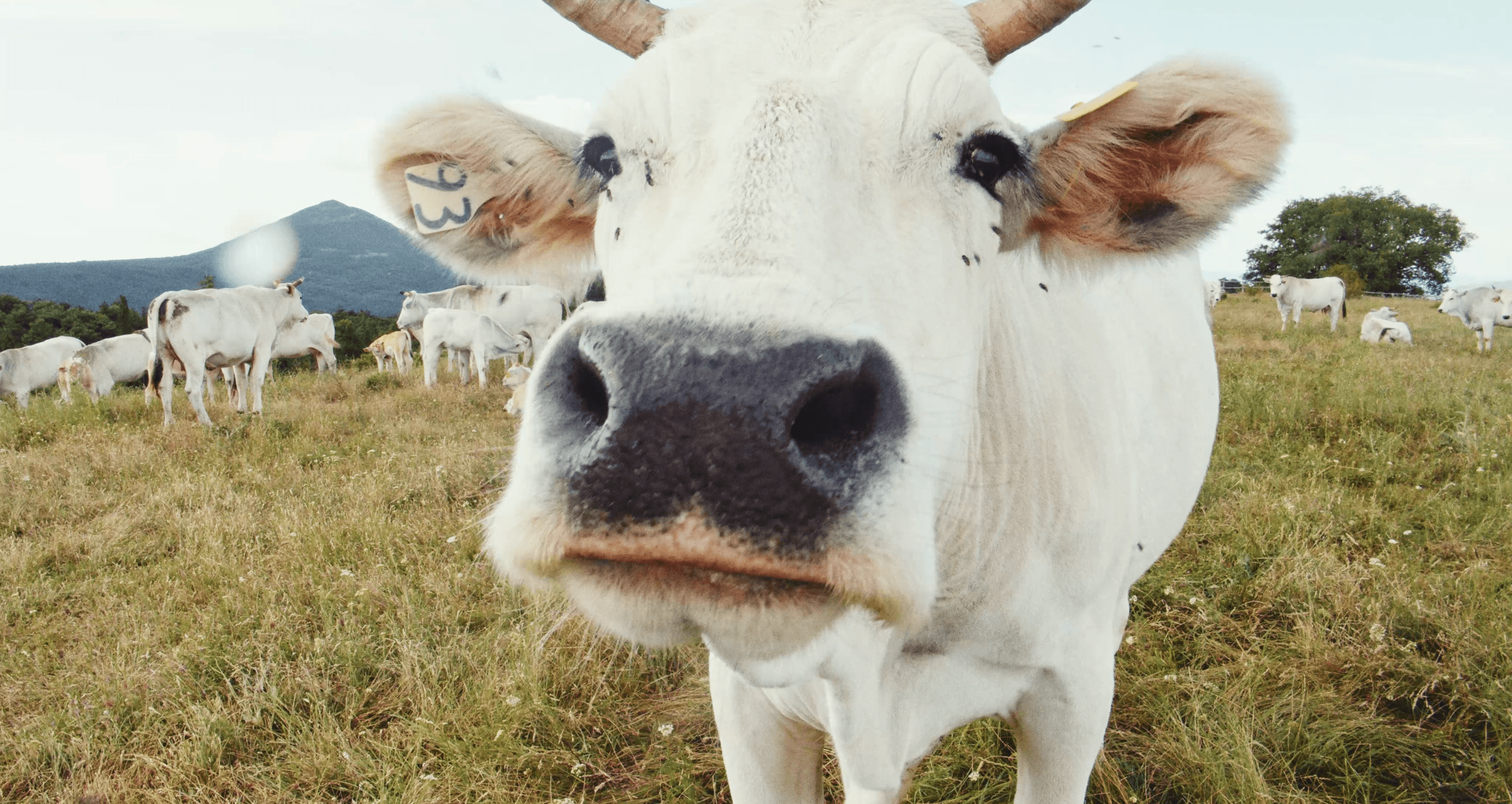Tour of the Chianina breed in Valdichiana Senese