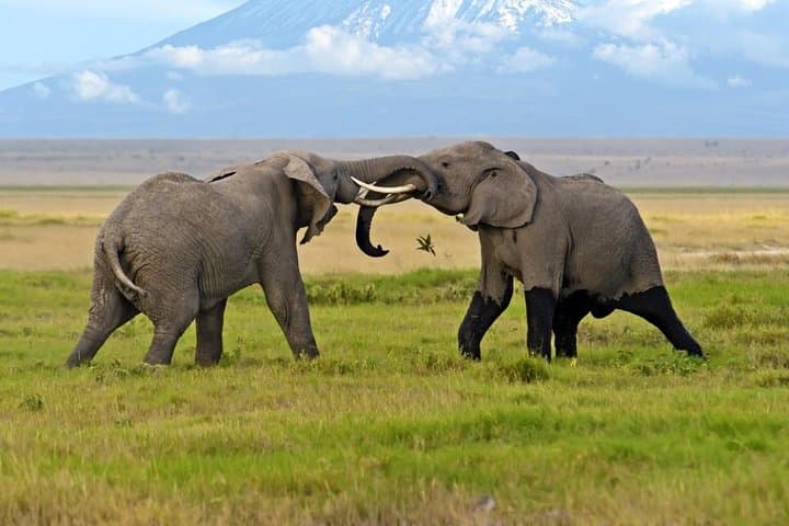 13 Days Kenya Wildlife Safari Trail on 4xx4 Land Cruiser Jeep