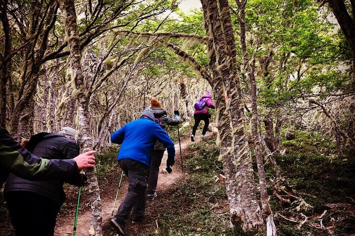 Full-Day Patagonian Forest Hike in Punta Arenas