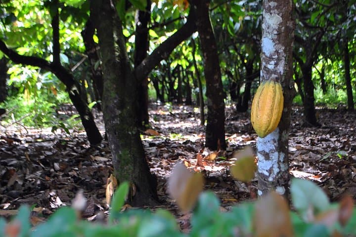 Cacao trail and making of chocolate tour from Santo Domingo
