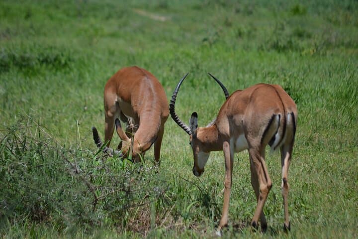 Arusha to Tarangire: A Journey Through Culture and Wilderness