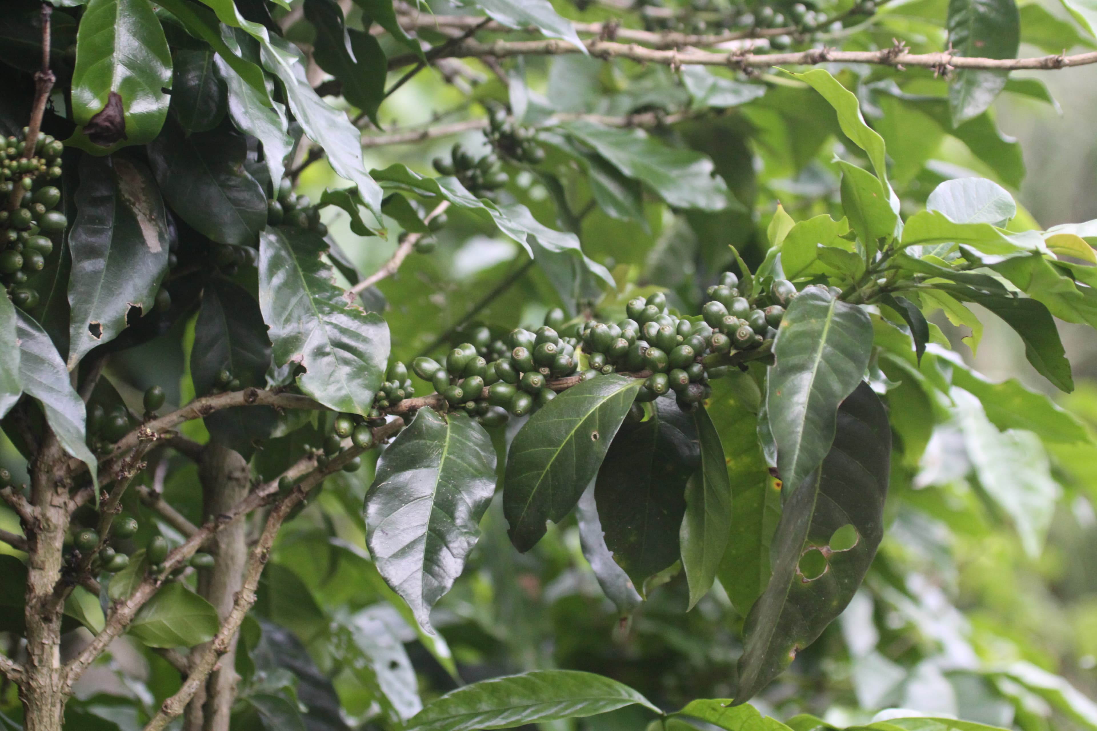 Tierra Amiga Artisanal and Organic Coffee Tour in San Marcos