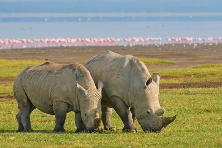 4 Days, 3 Nights Safari – Lake Nakuru and Maasai Mara Safari