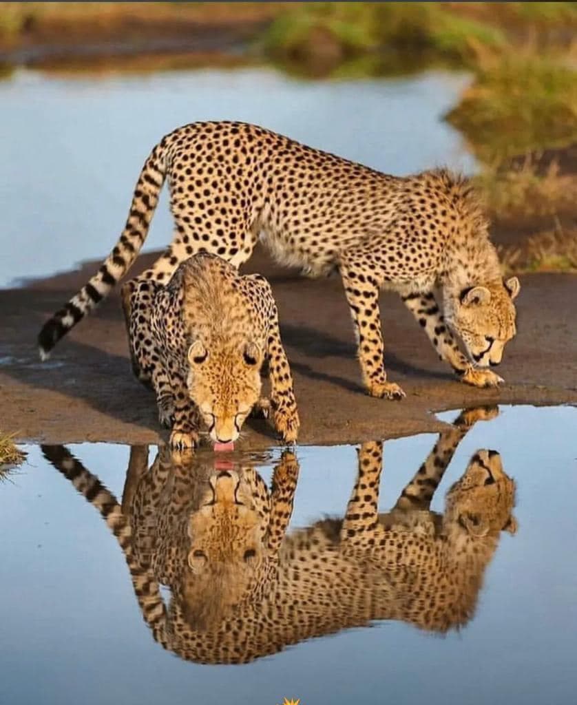 6-Days Mgahinga Gorillas, Ngorongoro, Manyara and Tarangire experience