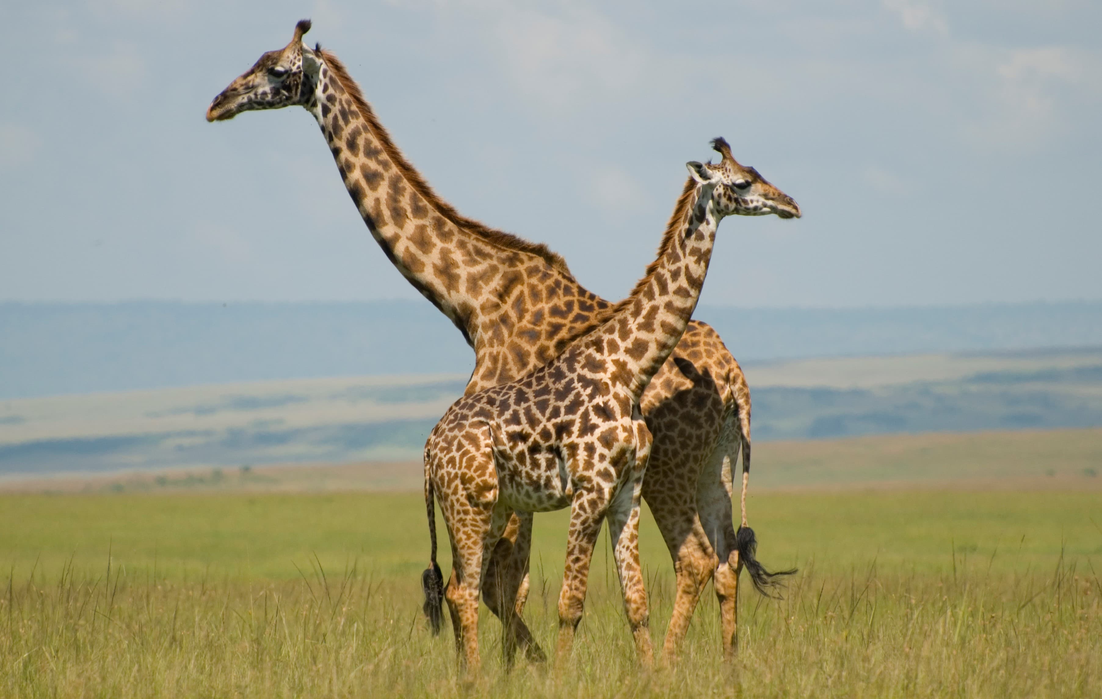10 Days African Wilderness Safari 