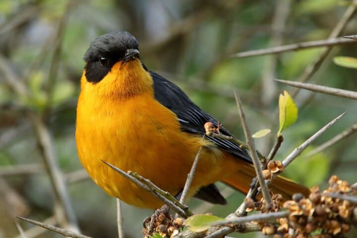 Dlinza Forest Birdwatching from Richards Bay