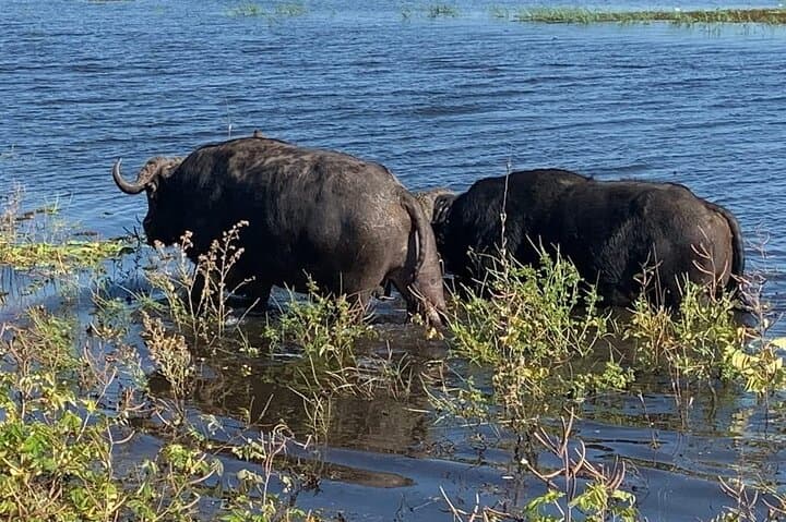 Shared 5 Day 4WD Livingstone Safari Tour