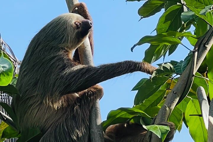 Half day Tortuguero Canal, Cahuita National Park & Puerto Limon
