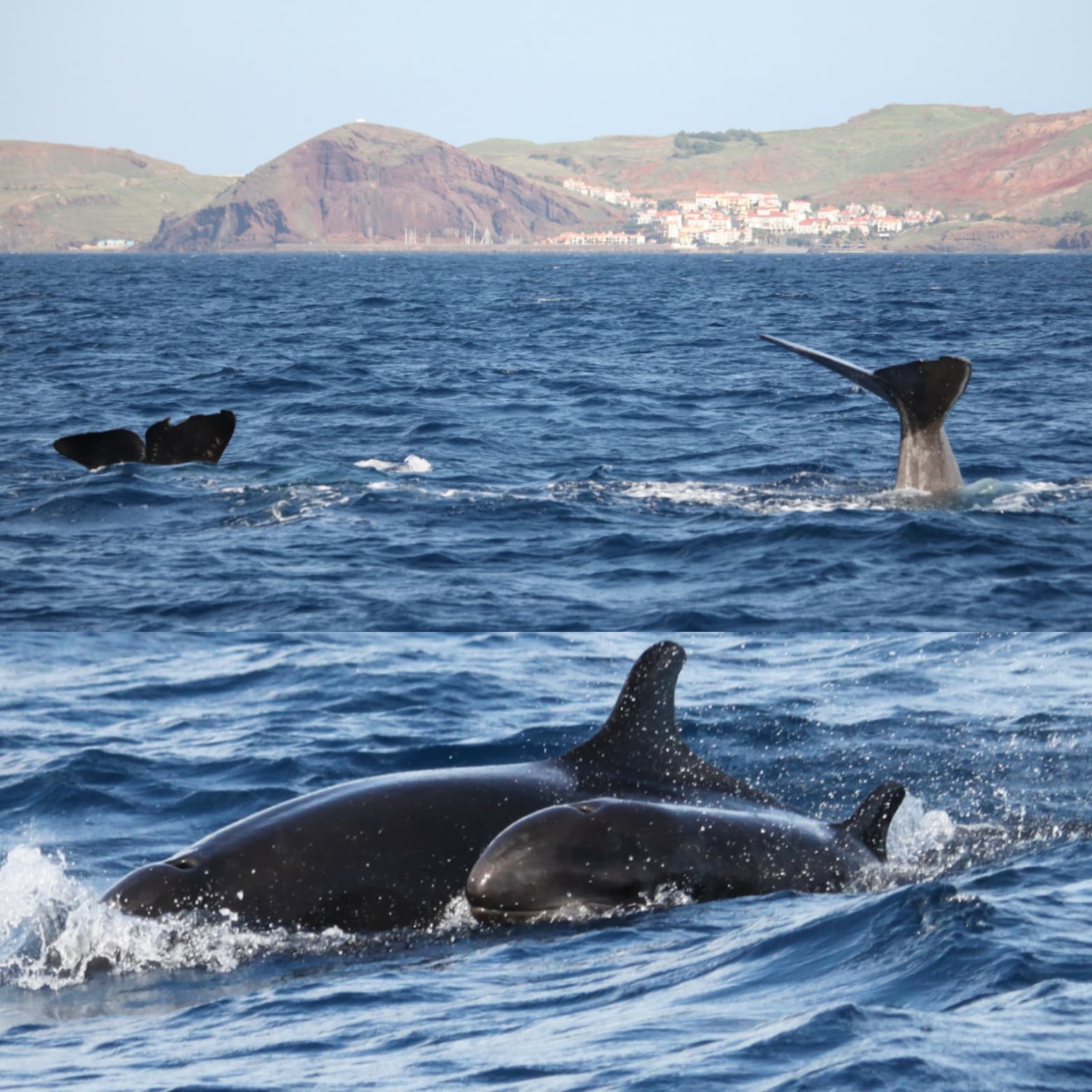 PRIVATE VIP 2 Hours Tour charter in Funchal