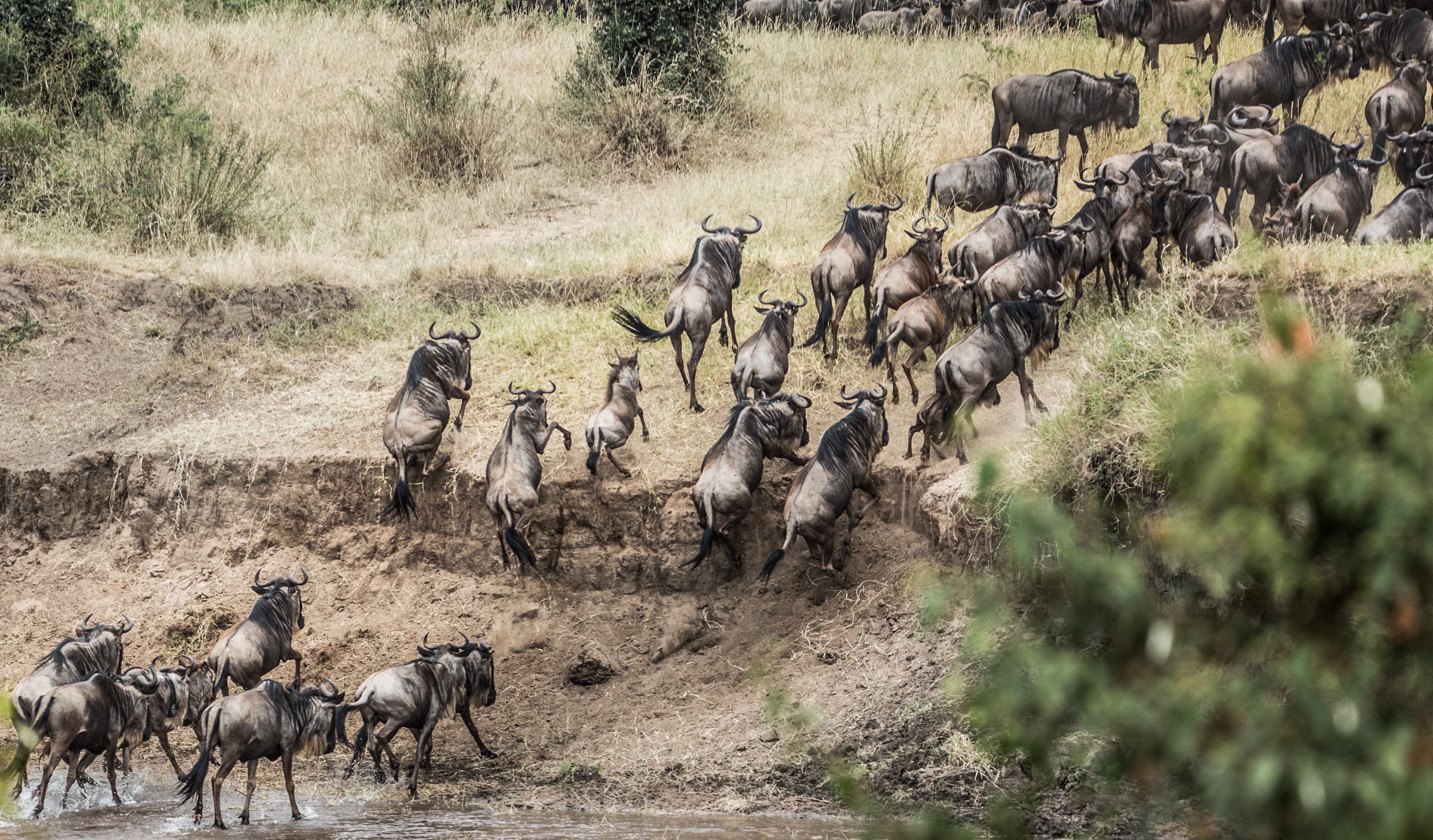 8-Day Fly-in Masai Mara and Gorillas in Volcanoes NP