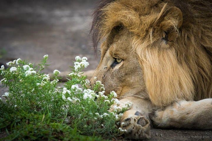2-Day Safari to Lake Manyara and Crater Ngorongoro from Arusha