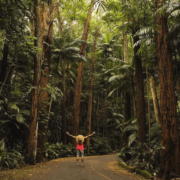 Christ the Redeemer and Tijuca Forest Private Tour
