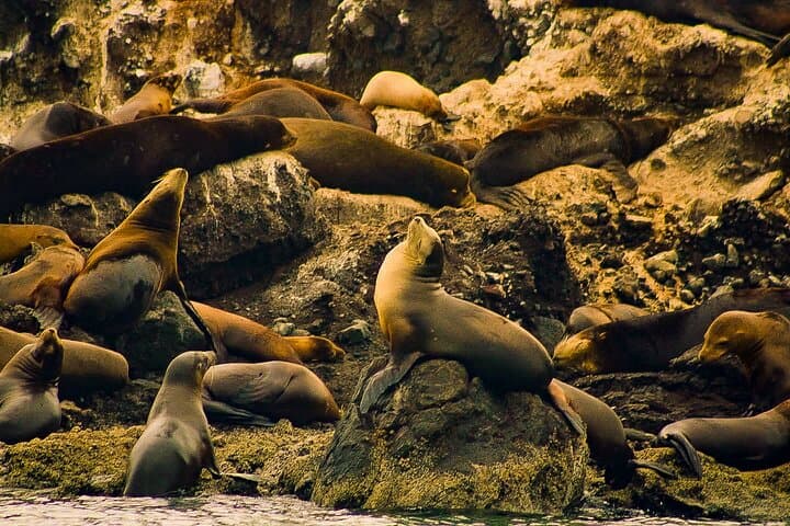Espíritu Santo and Balandra Beach Combo Tour: Sea Lion Snorkeling