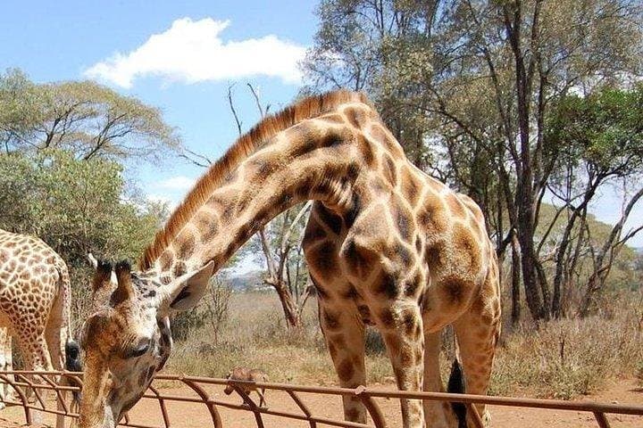 David Sheldrick Orphanage and Giraffe Center Full-Day Tour from Nairobi