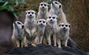 Bonobo Kingdom Expedition – Salonga Rainforest Safari (UNESCO Congo Basin)