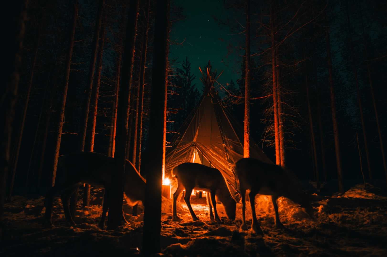 Northern Lights & Reindeer Experience