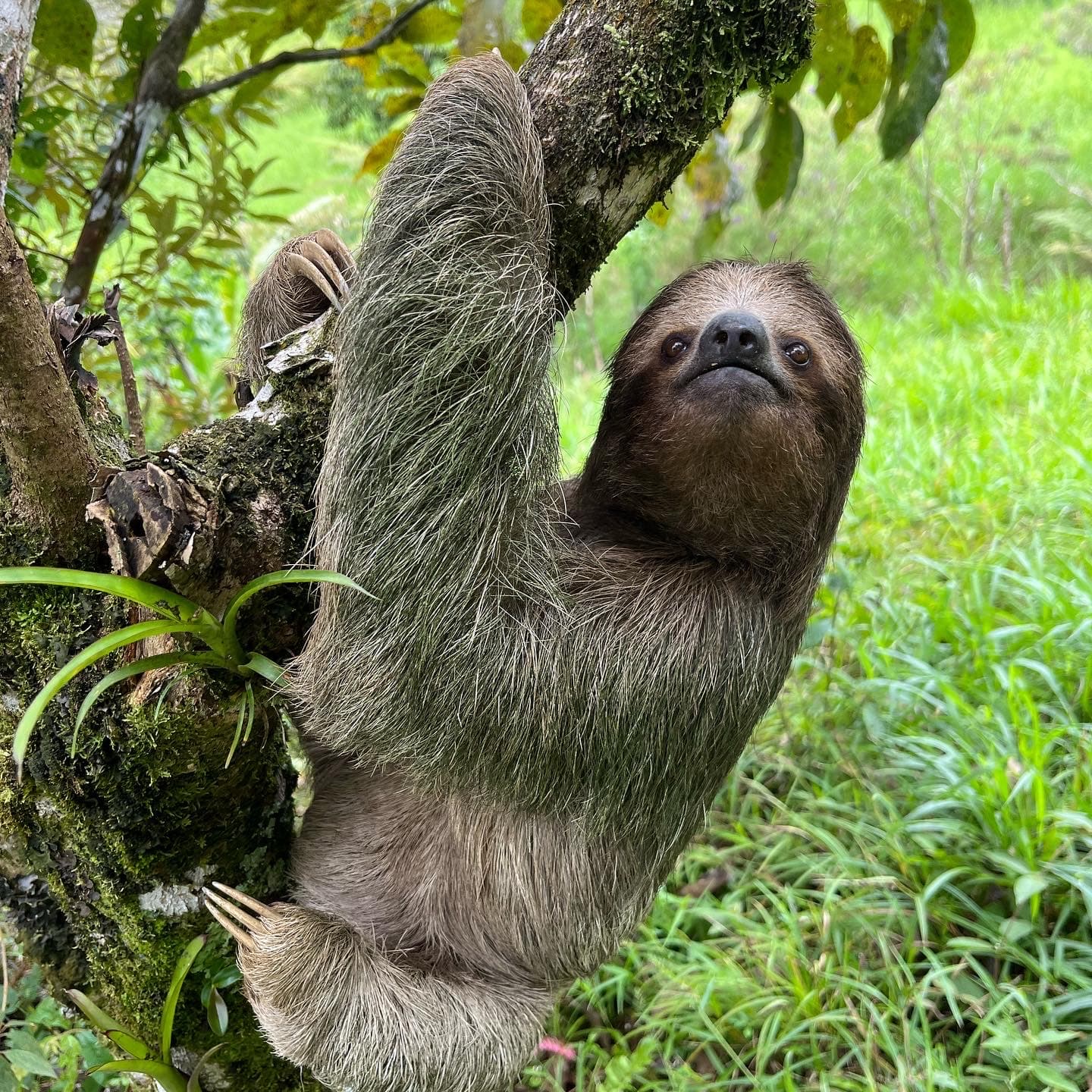 Sloth Tour+Rain Forest Hike To See Rio Celeste Waterfall
