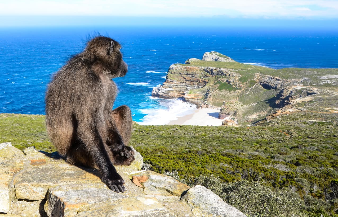 The Cape Peninsula