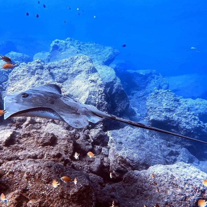 Private tour | Ponta de São Lourenço Dive Trip (2 Dives)