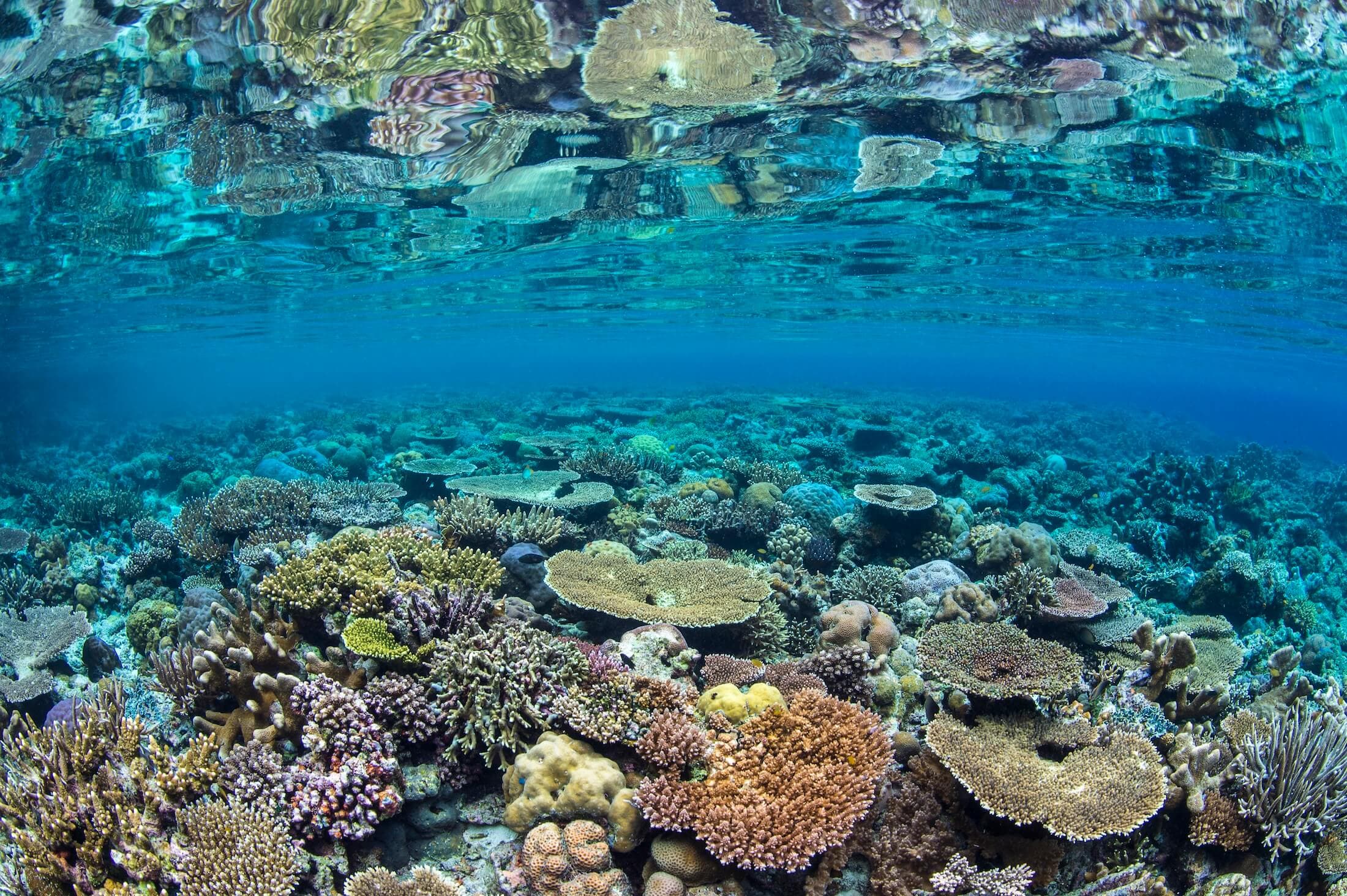 REEFlections — Tracking Coral Reef Health