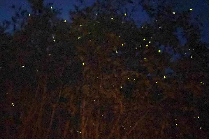 Kuala Selangor Fireflies & Blue Tears Guided Tour w Dinner (SIC)