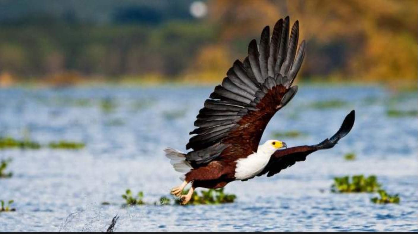  7-Day The Great Rift Valley Lakes and Parks Kenya Safari Tour