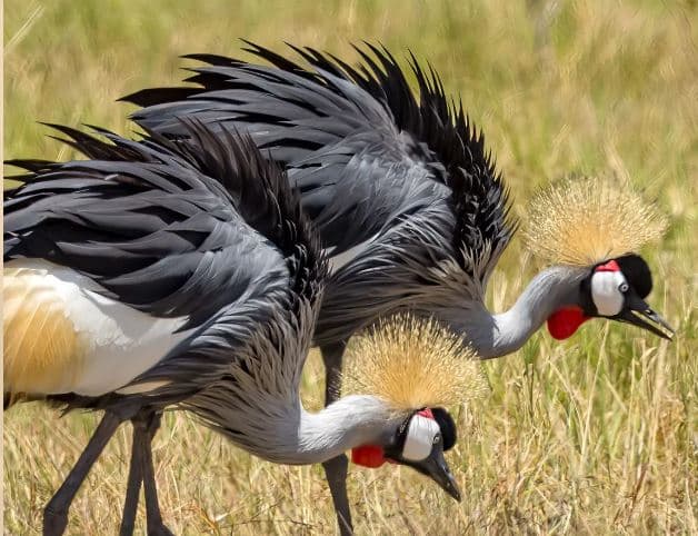  5-Day Amboseli, Nakuru, Mara Kenya Lodge Safari Tour