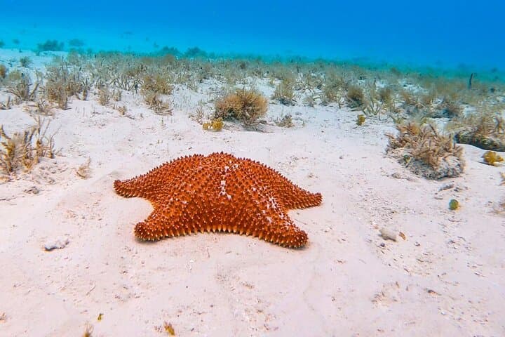 Excursion to Cozumel from Cancun