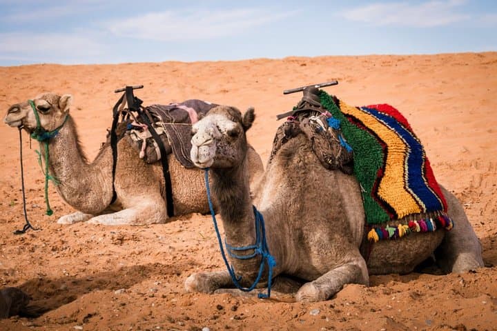 Merzouga 3-Days Desert Tour from Marrakech w/Camel Trek