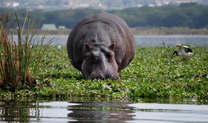 4 Days Kenya Luxury Safari