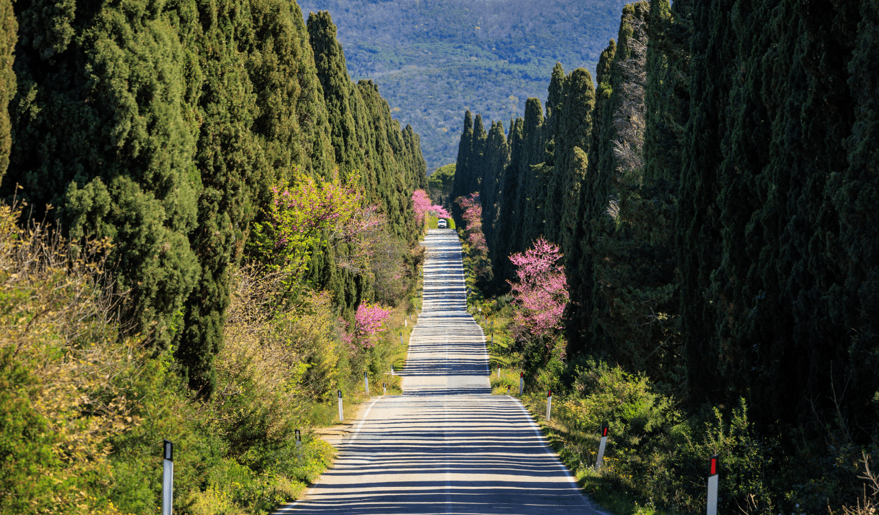Shore Excursion from Livorno to Bolgheri with Wine Tasting
