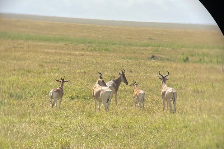7 Days in the Wild - Serengeti’s Epic Wildebeest Migration Safari