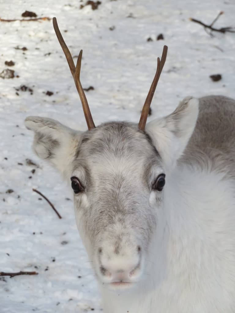 2.5KM REINDEER SLEIGH SAFARI+ICE FISHING