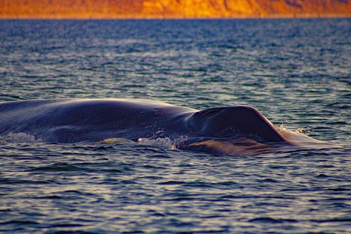 7-Day Baja Whale Safari: 3 Whale Species & Snorkeling Experiences