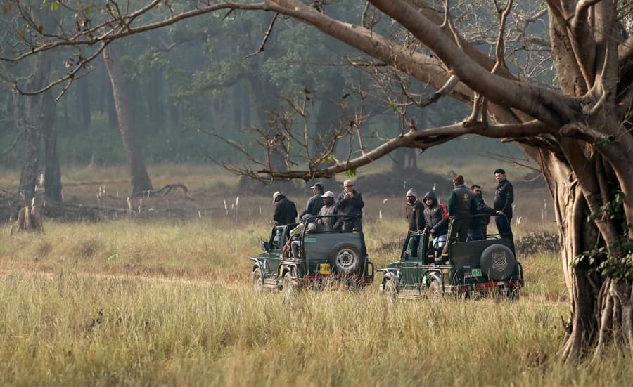 Tigers & Trails: Safari Adventure in Central India