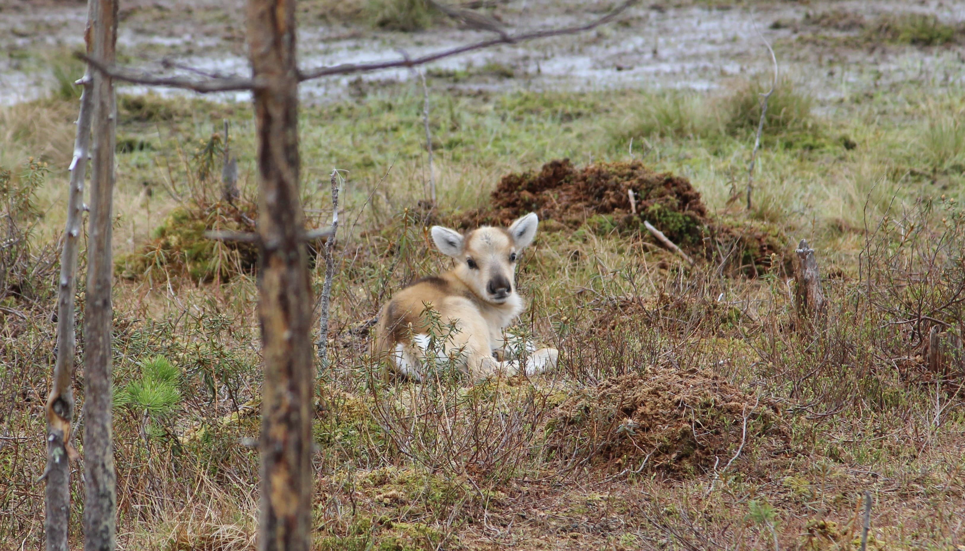 A Night in the Pasture with Baby Reindeer & Their Mothers